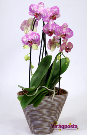 Virágposta - Különleges íves orchidea modern kaspóban
