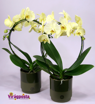 Virágposta - Tavaszi orchidea