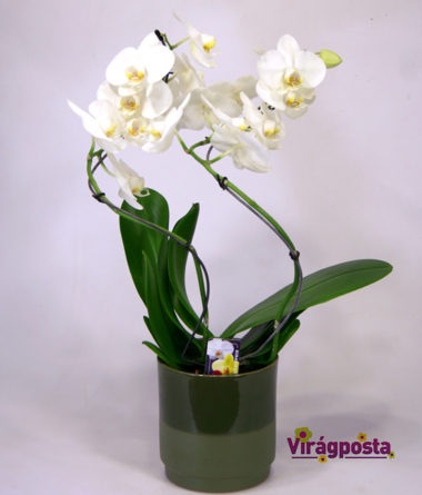 Virágposta - Csavargó orchideák