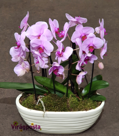 Virágposta - Orchideák Óriás csónak kerámiában