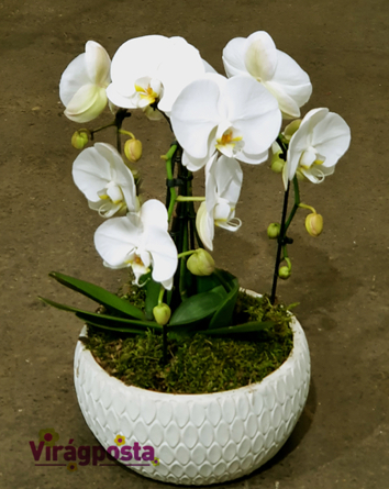 Virágposta - Tripla orchidea kerámia kaspóban
