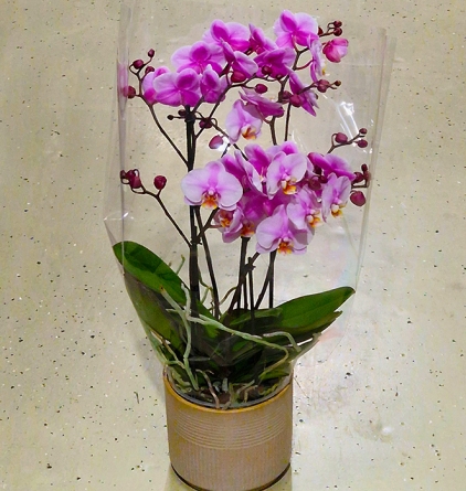Virágposta - Multiflora Orchidea kaspóban