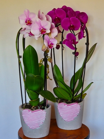 Virágposta - Íves orchidea szives kaspóban anyák napjára