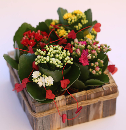 Virágposta - Szines korallok rusztikus fadobozban