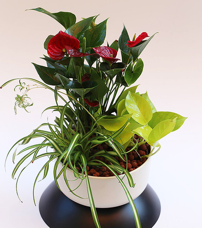 Virágposta - Asztali oázis anthúriummal