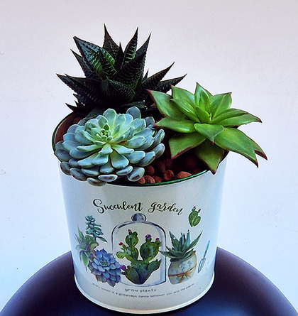 Virágposta - Pozsgás növények fém tálban