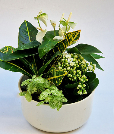 Virágposta - Asztali mini oázis - 2026