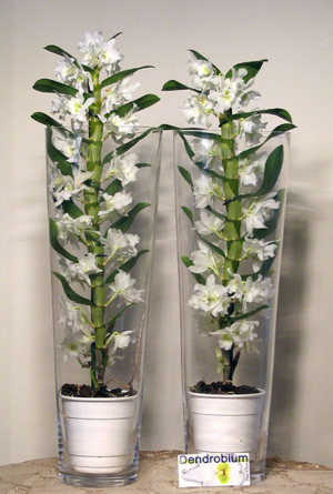 Virágposta - Dendróbium Orchidea