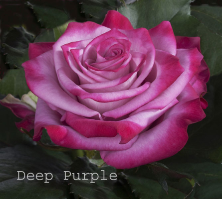 Virágposta - Deep Purple rózsa - A világ legszebb rózsái