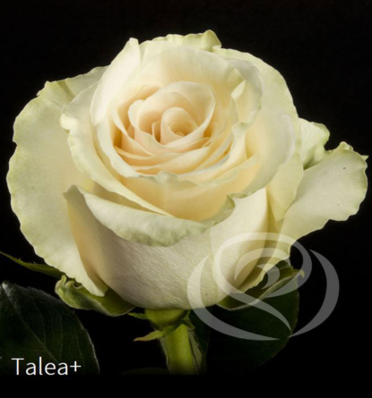 Virágposta - Talea - Rózsacsokor Virágküldés