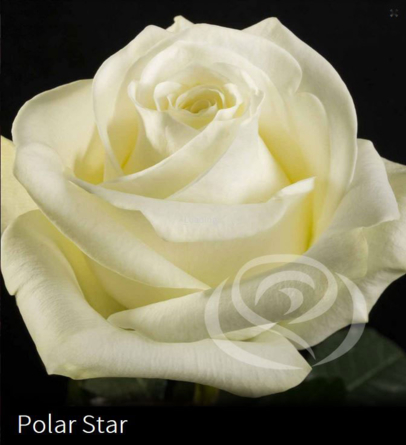 Virágposta - Polar Star - Rózsacsokor, virágküldés