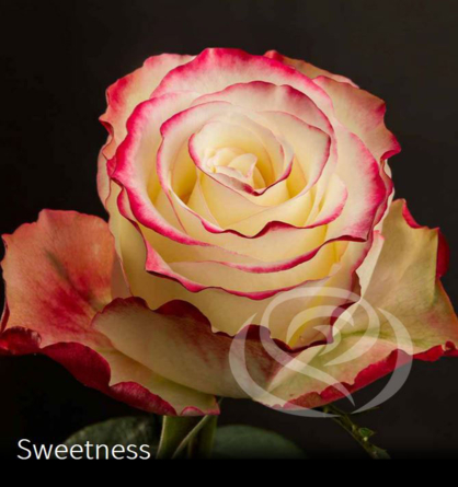 Virágposta - Sweetness - Rózsacsokor Virágküldés