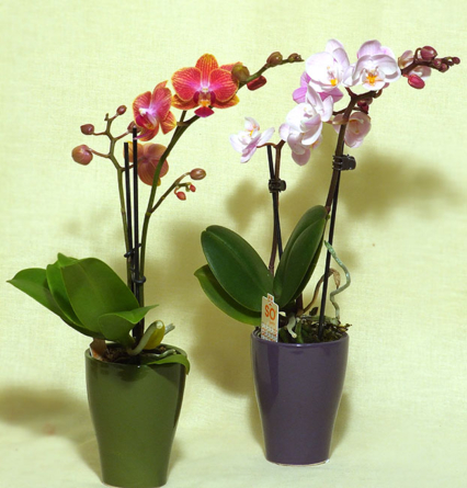 Virágposta - Orchideák, mini orchideák...
