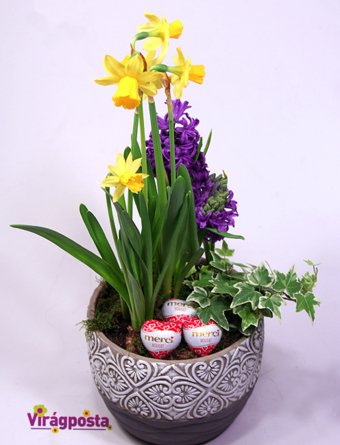 Virágposta - Tavaszi virágtál nárcisszal, jácinttal és csokiszívekkel - összeültetés díszes kaspóban